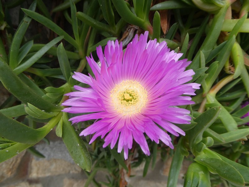 Carpobrotus × accedens photo 4