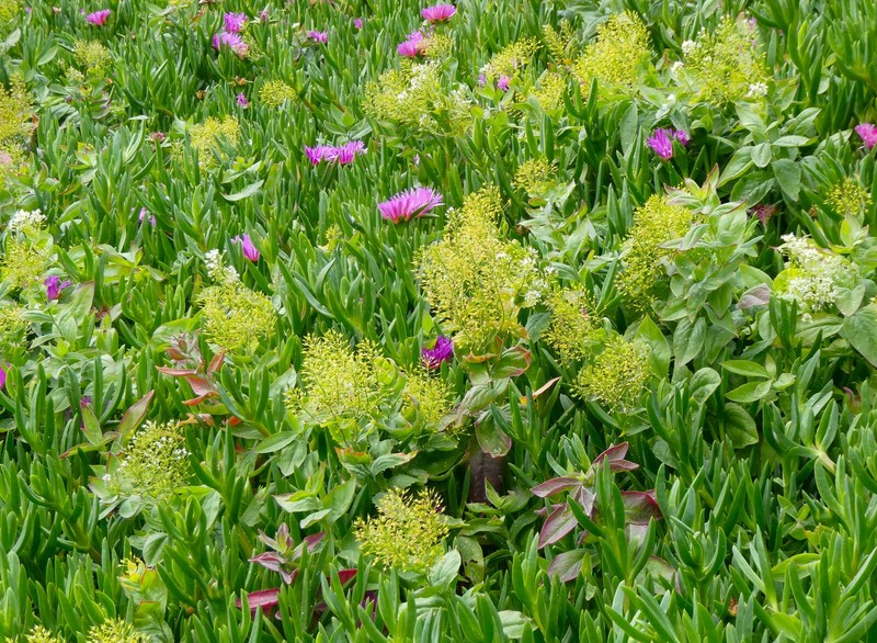 Carpobrotus × accedens photo 5