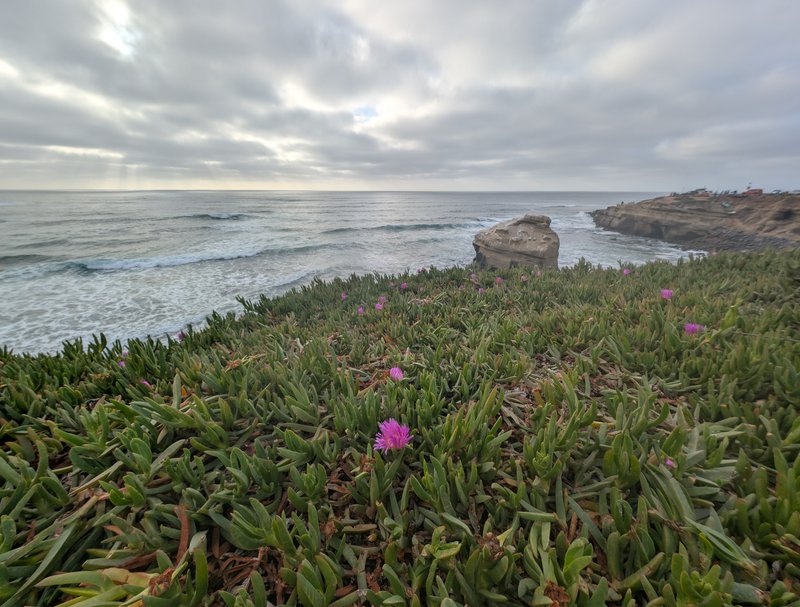 Sea Fig photo 3