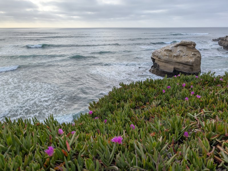 Sea Fig photo 4