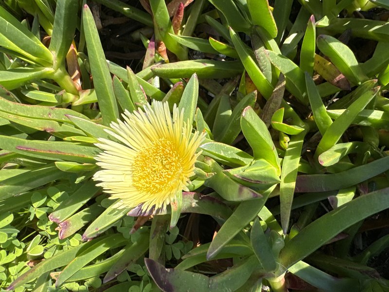 Sea Fig photo 5