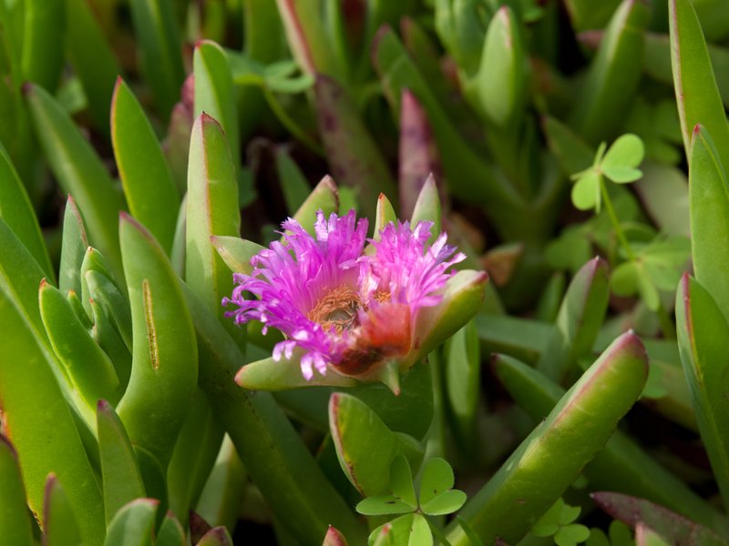 Sea Fig photo 8