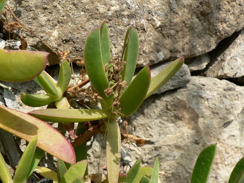 Hottentot Fig photo 3