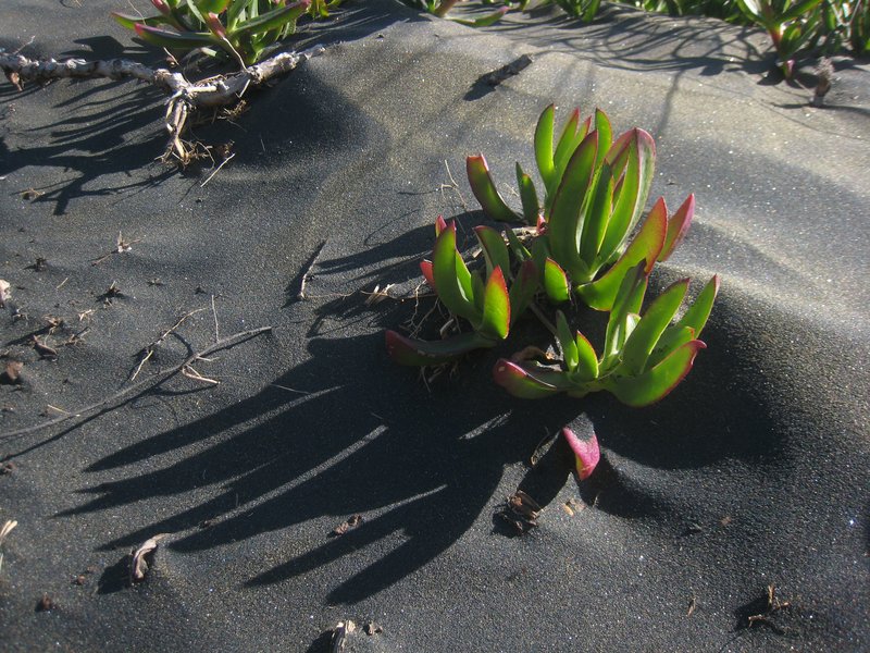 Hottentot Fig photo 5