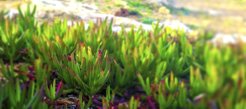 Hottentot Fig photo 7