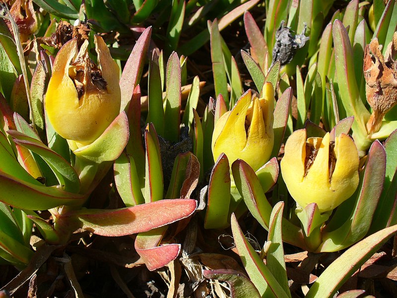 Hottentot Fig photo 8