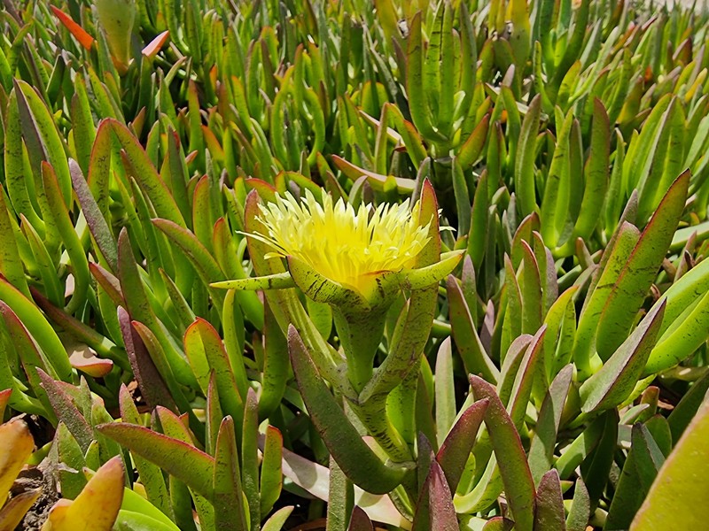 Hottentot Fig