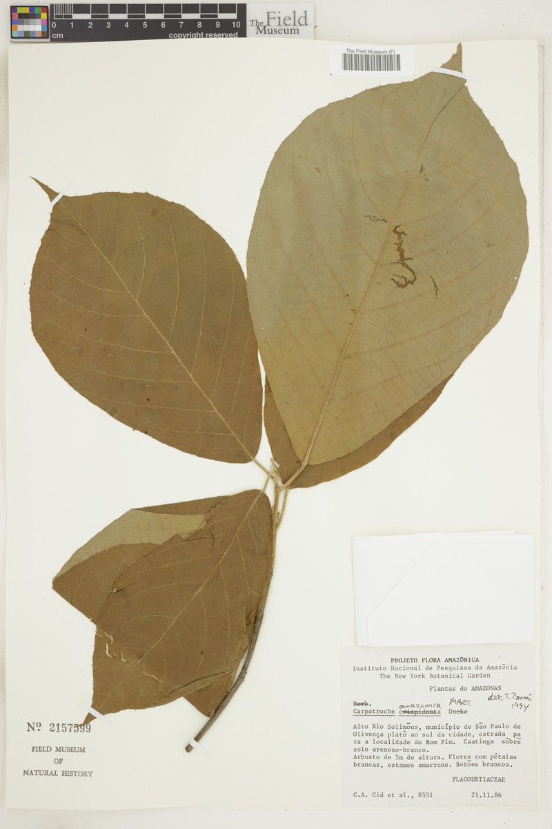 Carpotroche amazonica