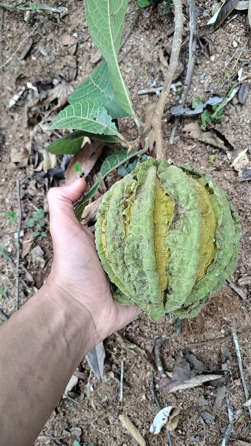 Carpotroche brasiliensis