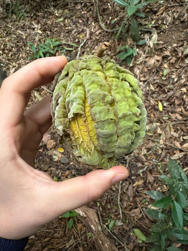 Carpotroche brasiliensis photo 2