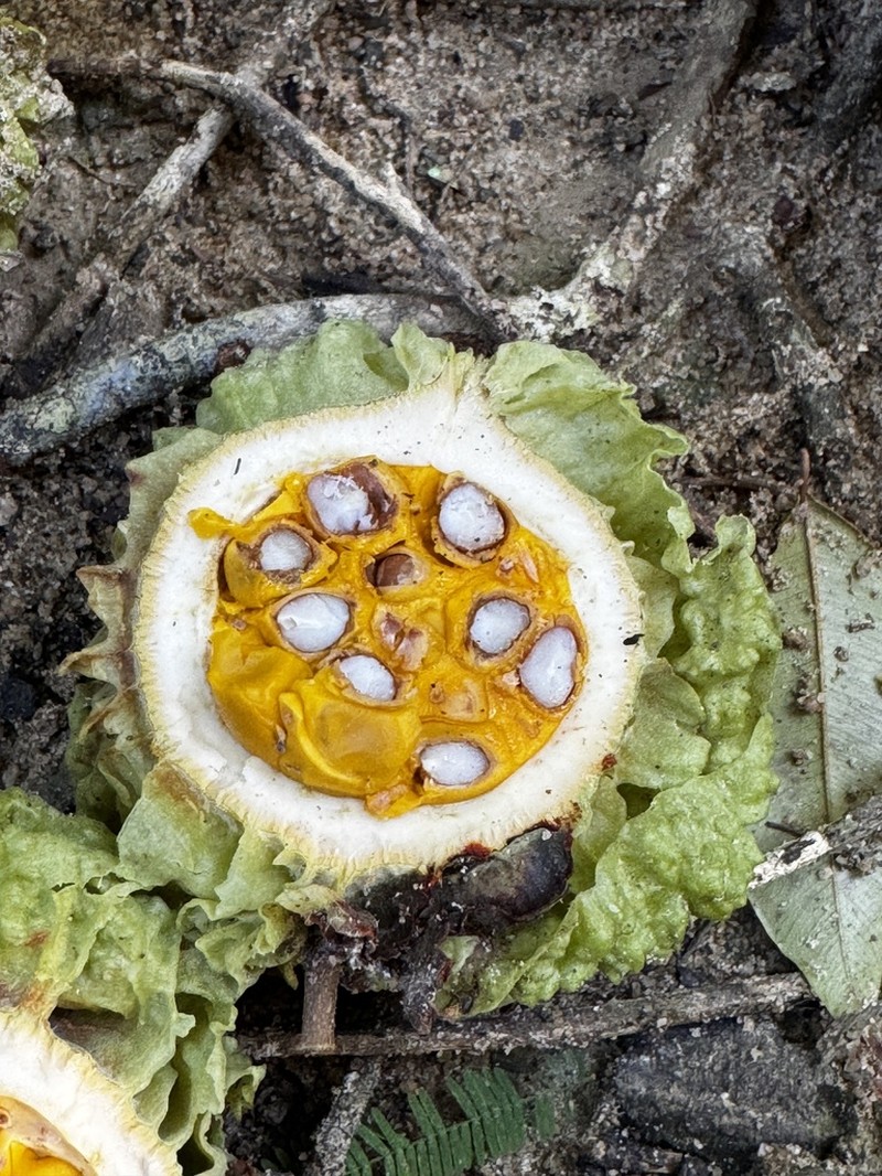 Carpotroche brasiliensis photo 3