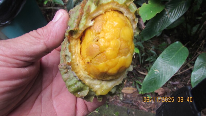 Carpotroche brasiliensis photo 4