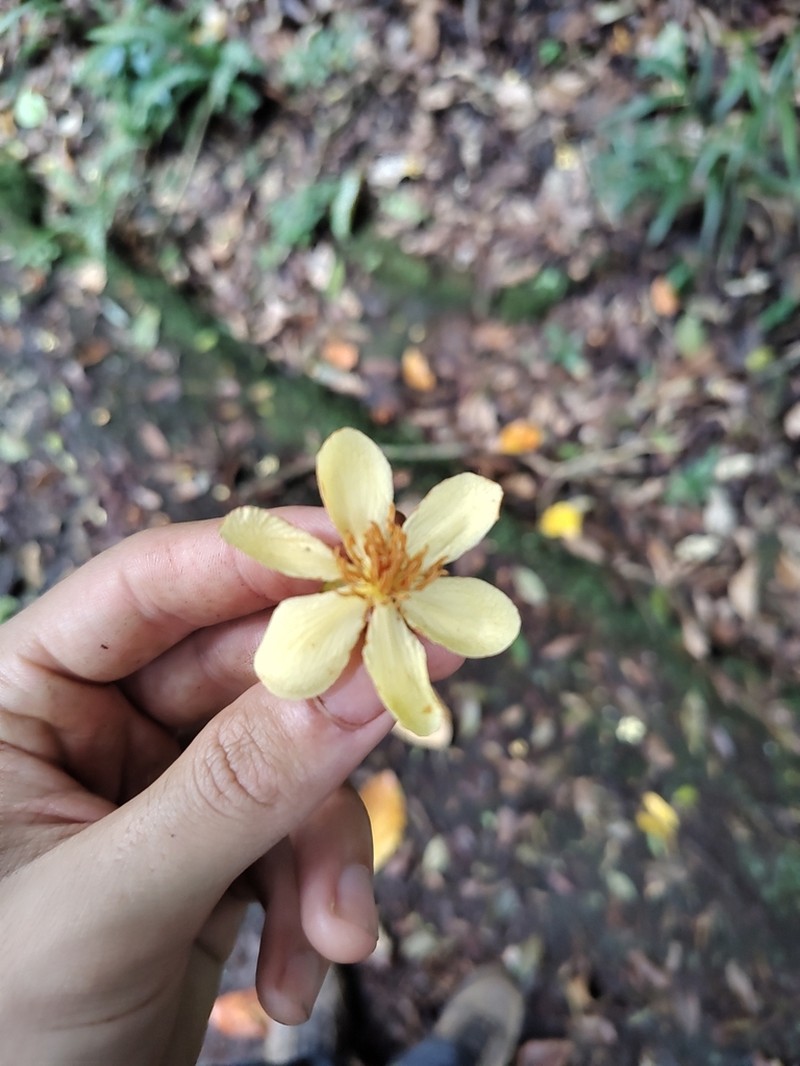Carpotroche brasiliensis photo 6