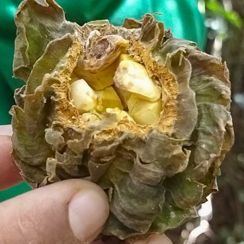 Carpotroche brasiliensis photo 7