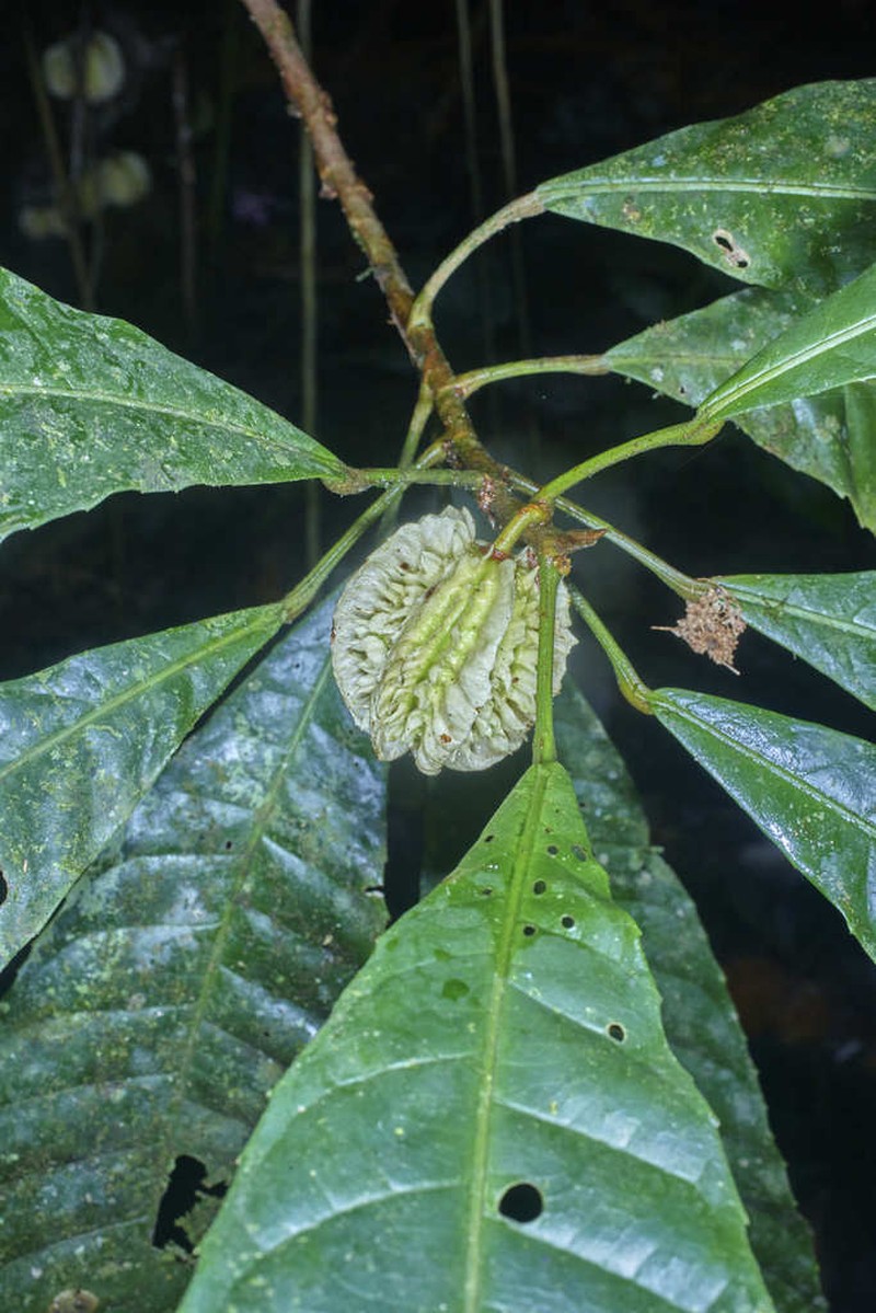 Carpotroche caceresiae