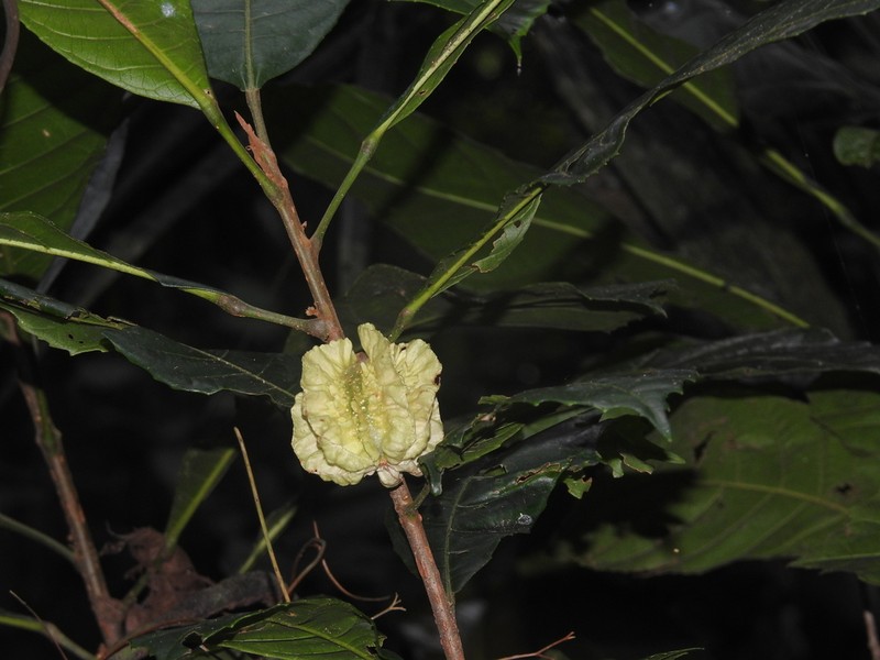 Carpotroche caceresiae photo 3