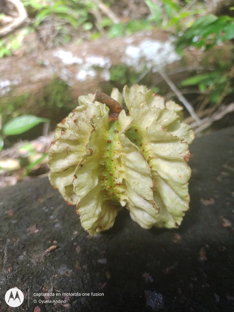 Carpotroche caceresiae photo 7