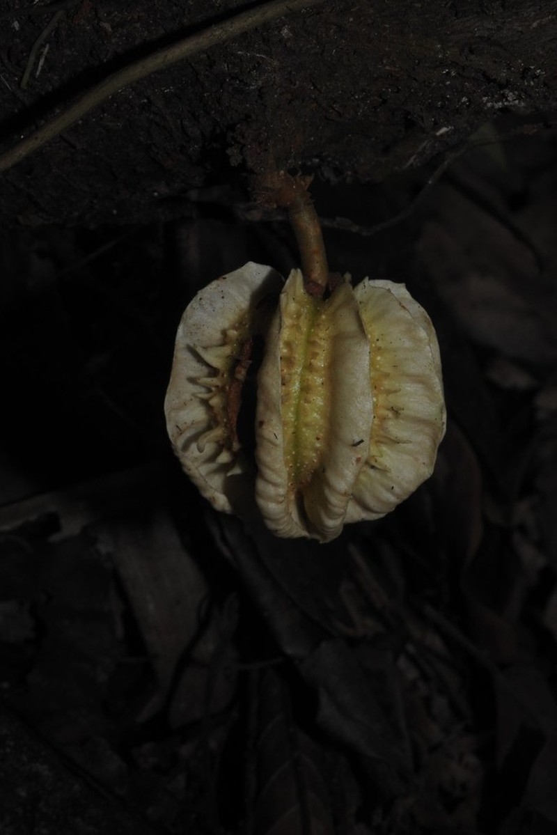 Carpotroche caceresiae photo 8