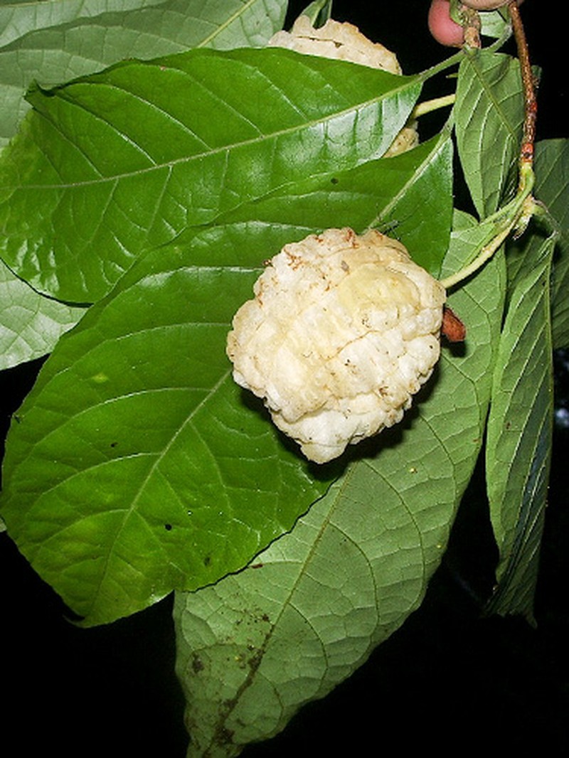 Carpotroche froesiana photo 2