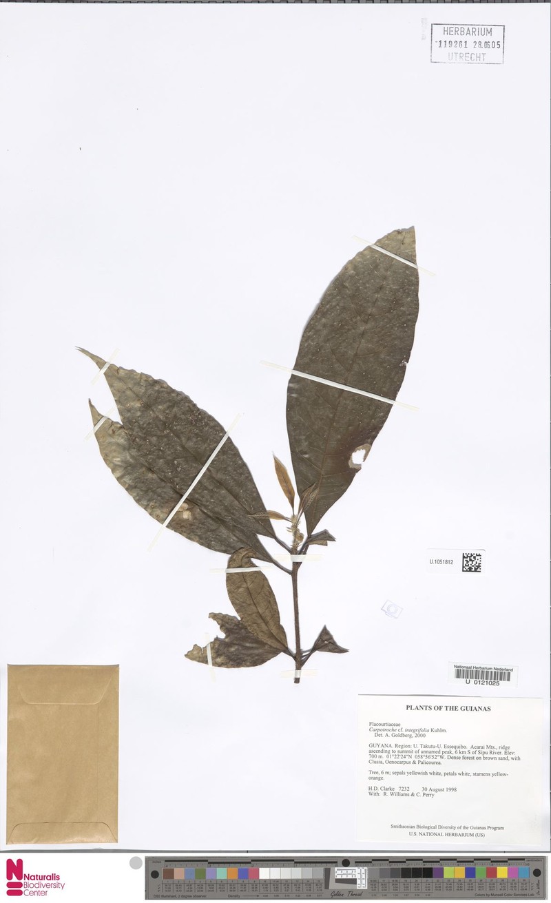 Carpotroche integrifolia