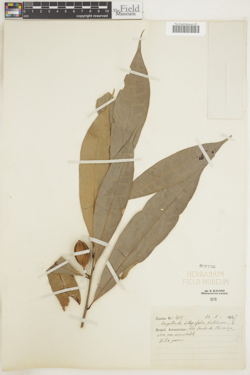 Carpotroche integrifolia photo 2