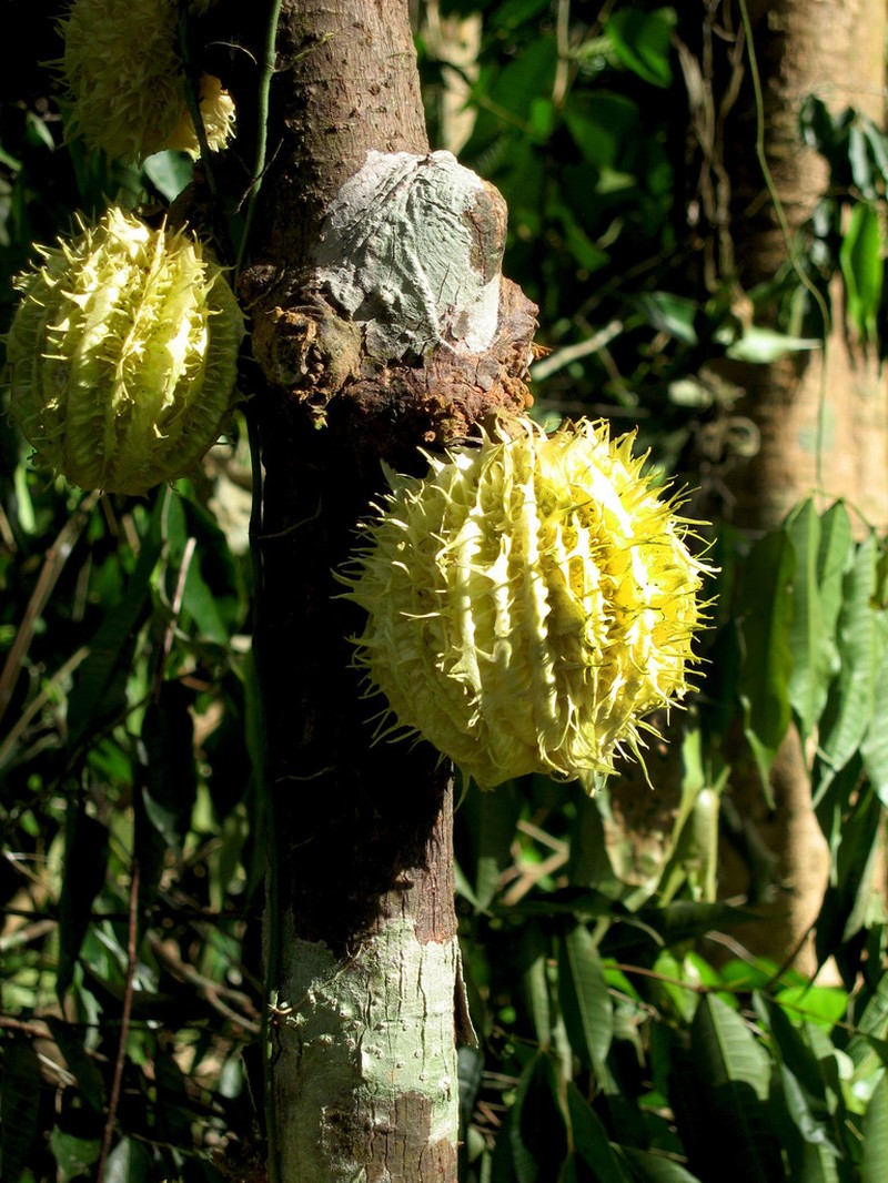 Carpotroche longifolia