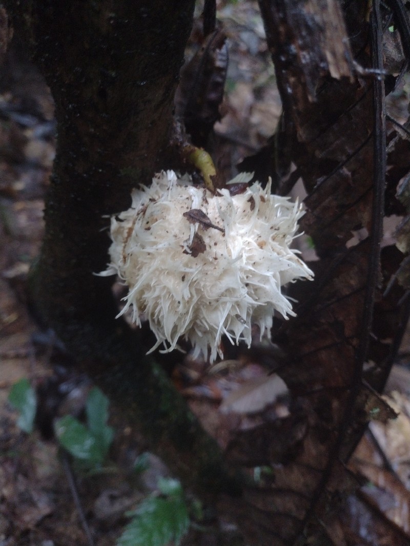 Carpotroche longifolia photo 2