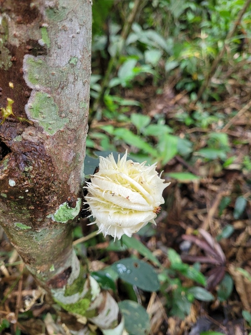 Carpotroche longifolia photo 3