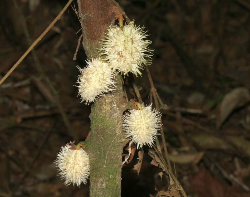 Carpotroche longifolia photo 4