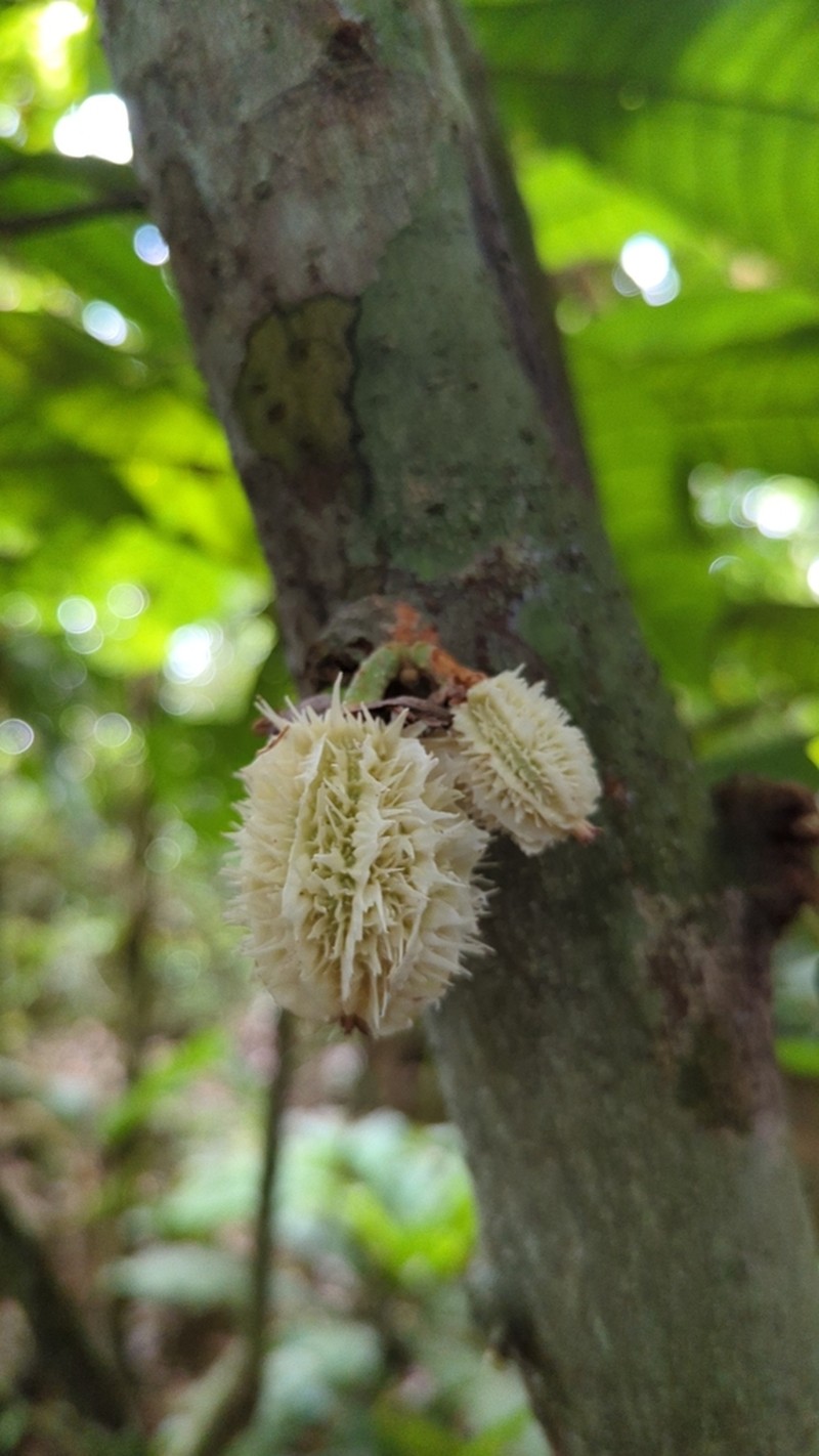 Carpotroche longifolia photo 5