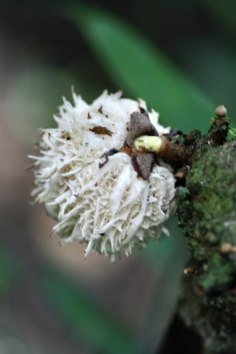 Carpotroche longifolia photo 6