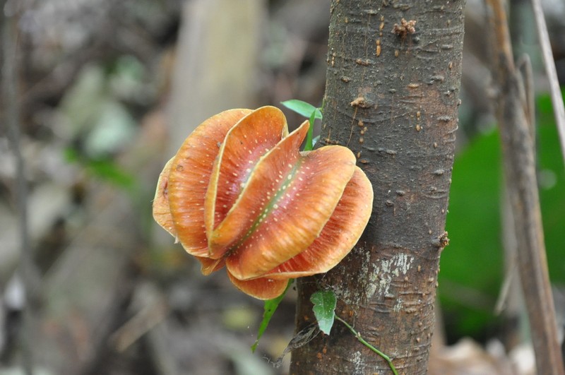 Carpotroche platyptera