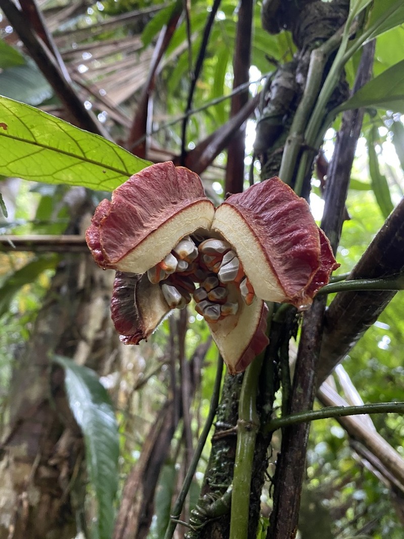 Carpotroche platyptera photo 2