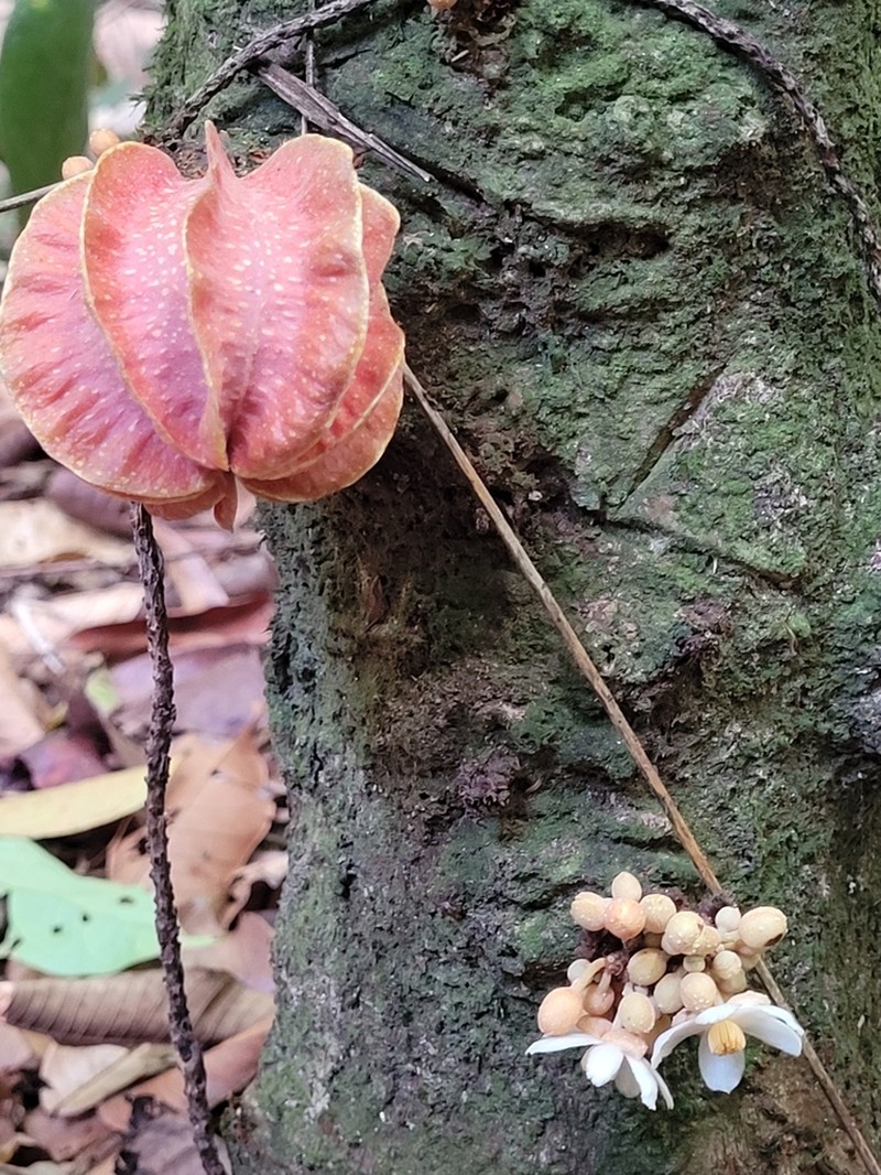 Carpotroche platyptera photo 4