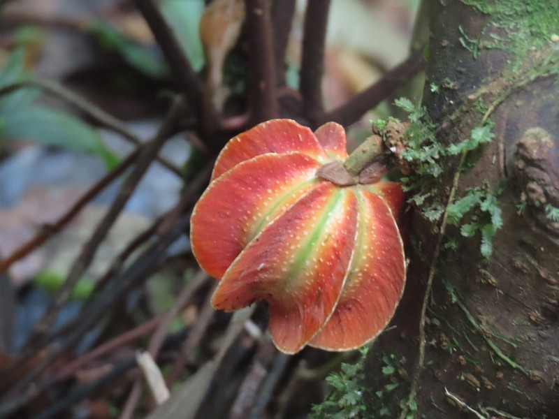 Carpotroche platyptera photo 5