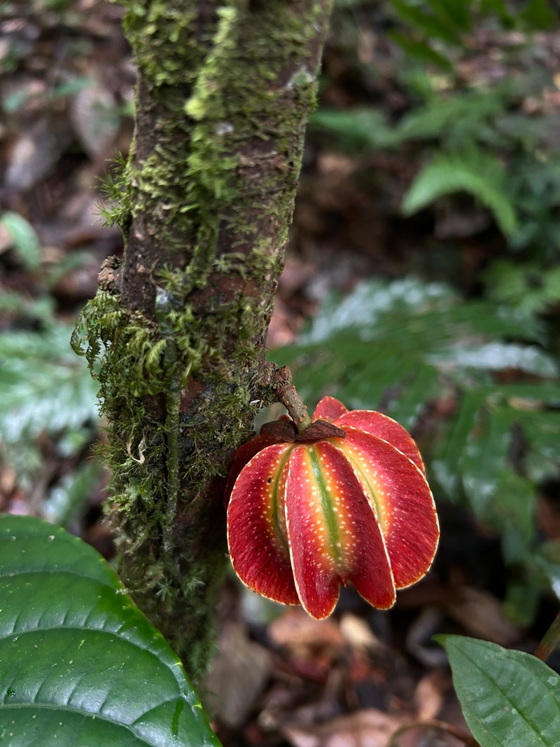 Carpotroche platyptera photo 6