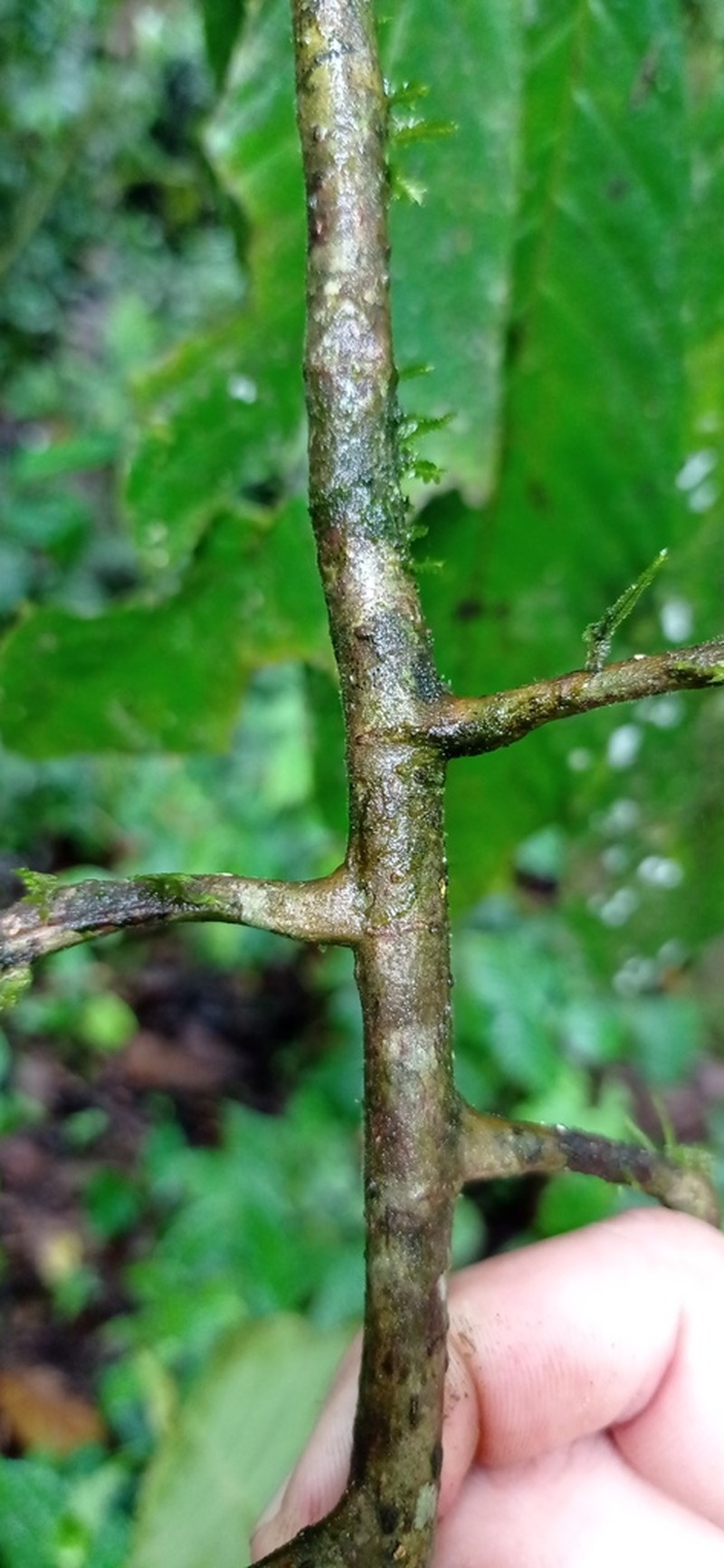 Carpotroche platyptera photo 7