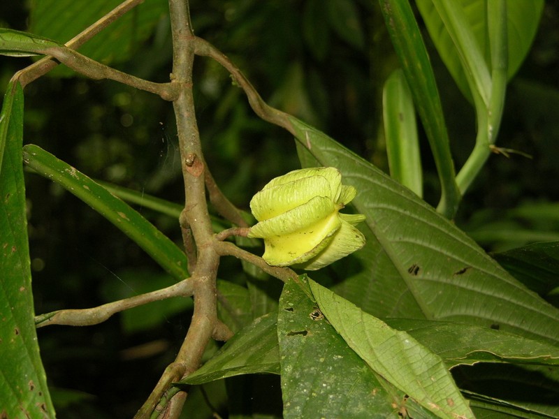 Carpotroche ramosii photo 6