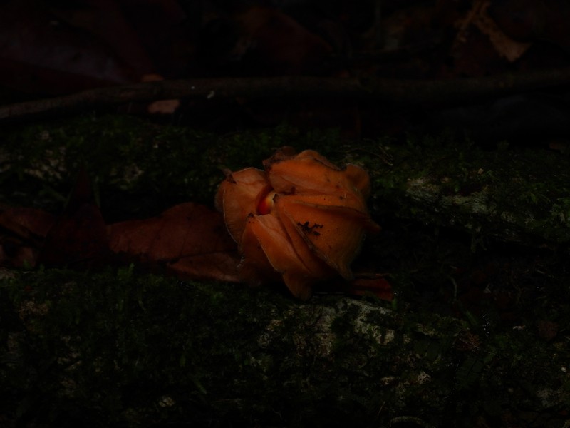Carpotroche surinamensis photo 2