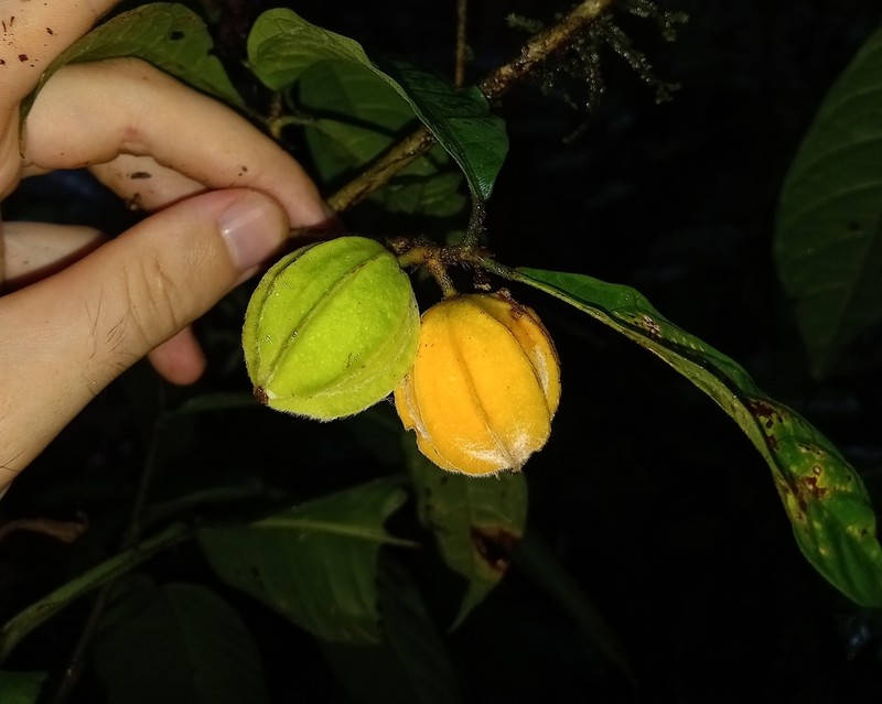 Carpotroche surinamensis photo 3