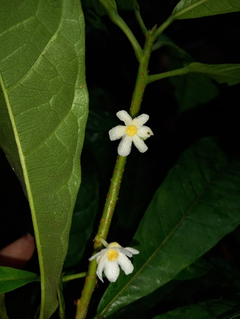 Carpotroche surinamensis photo 4