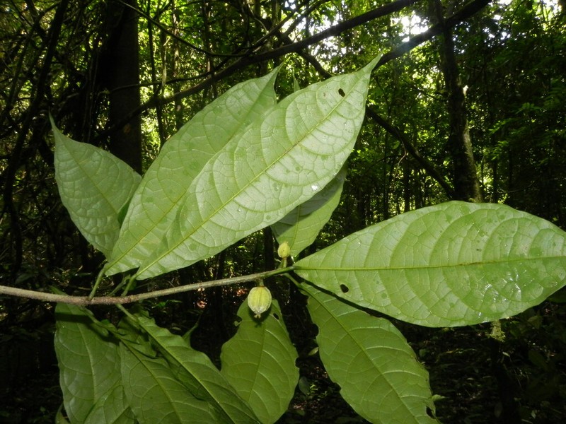 Carpotroche surinamensis photo 5