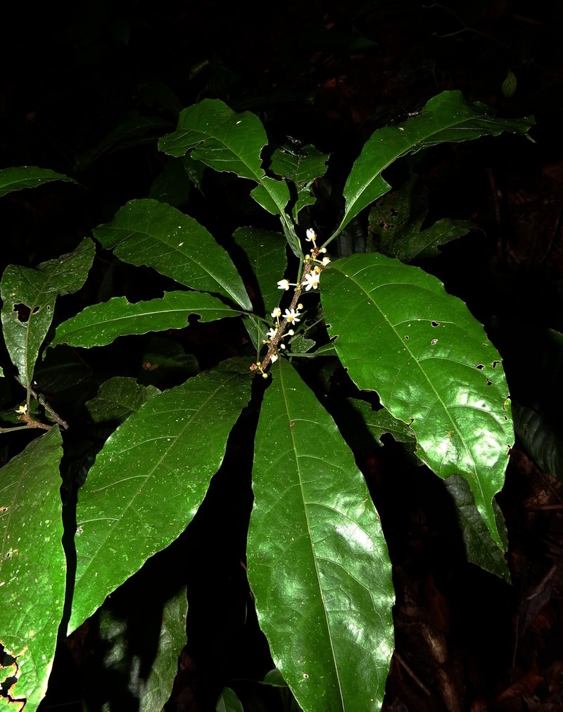Carpotroche surinamensis photo 6