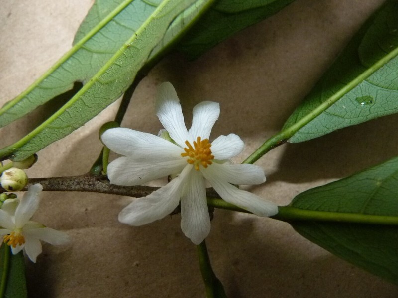 Carpotroche surinamensis photo 7