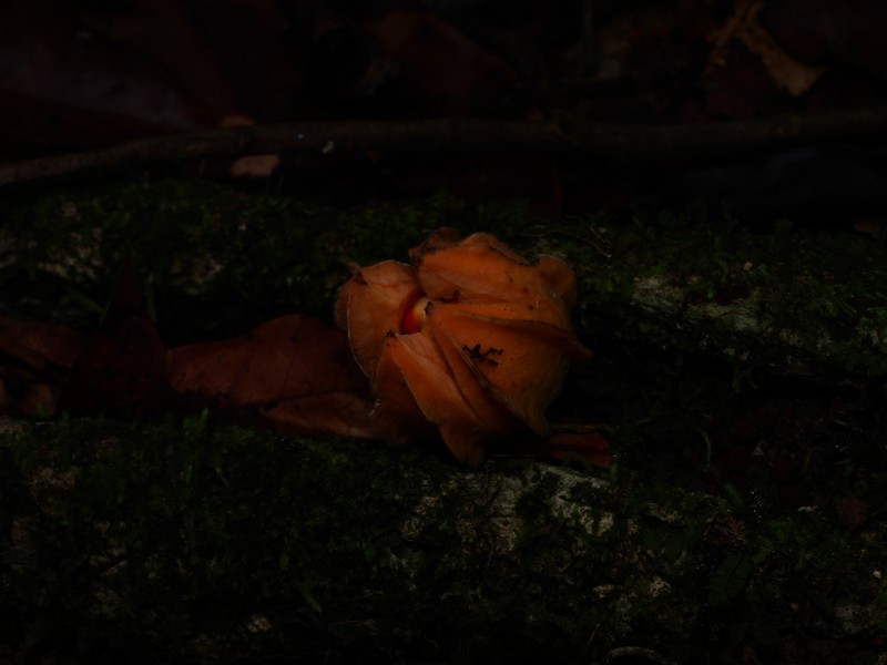 Carpotroche surinamensis photo 8