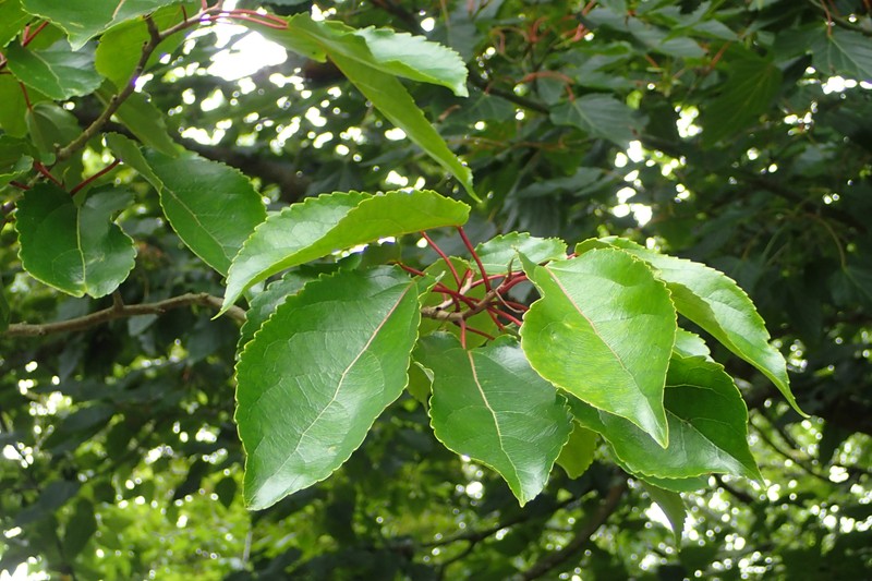 Carrierea calycina