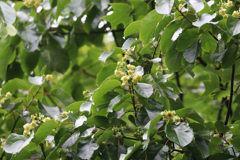 Carrierea calycina photo 2