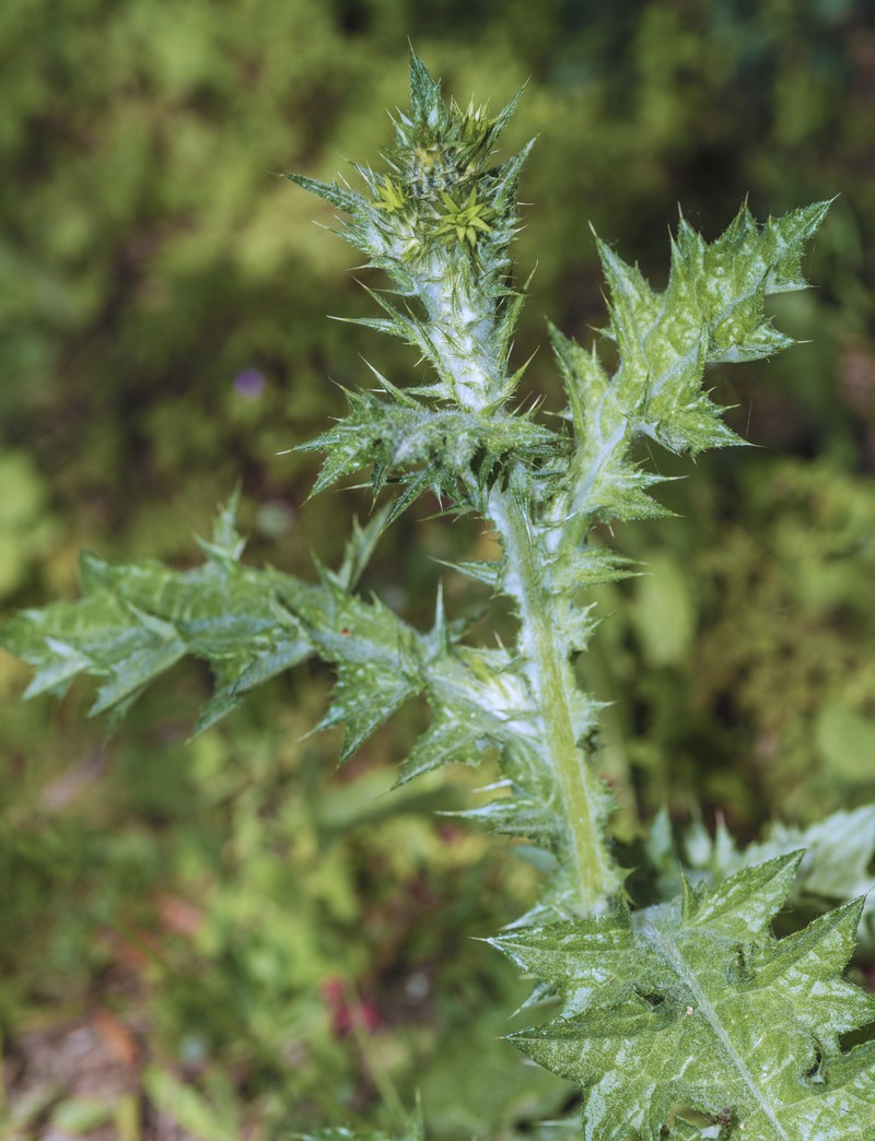 Woolly Distaff Thistle