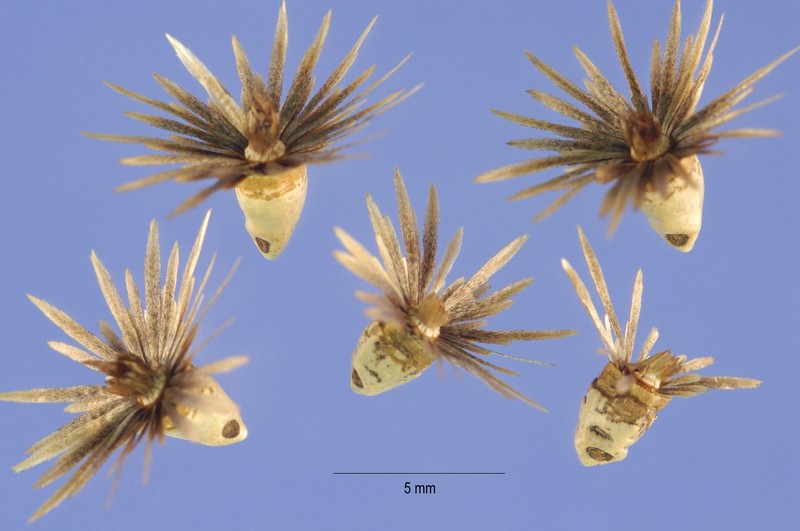 Whitestem Distaff Thistle photo 2