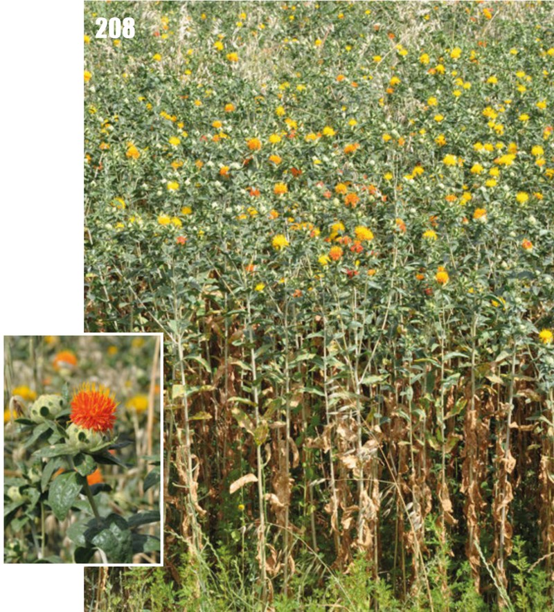 Safflower photo 2
